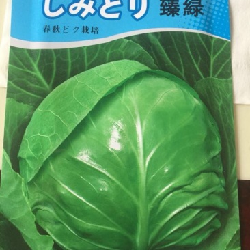 春秋甘蓝种子～臻绿甘蓝