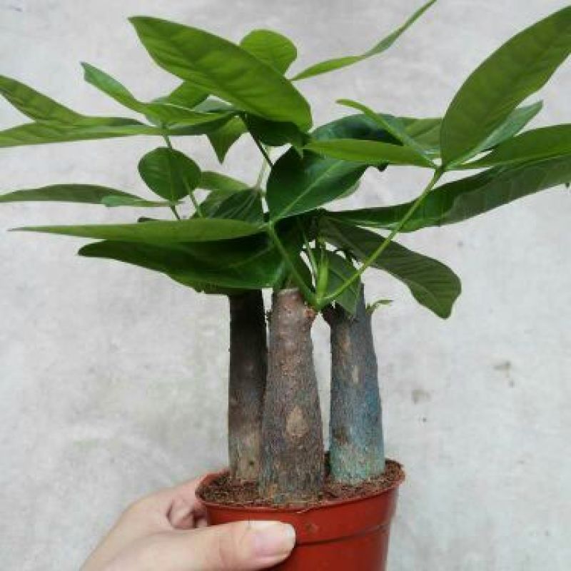 发财树带盆栽好
