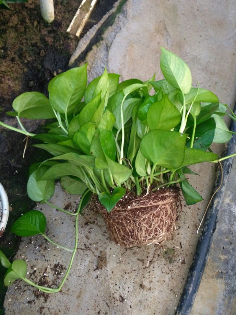 绿萝180mm