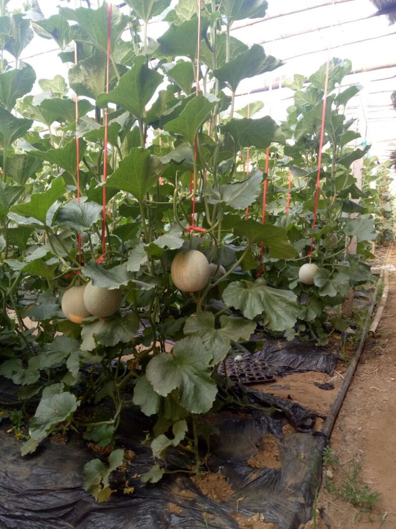 蓝莓鲜果12~14mm以上