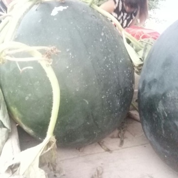 黑皮无籽西瓜10斤打底10成熟1茬