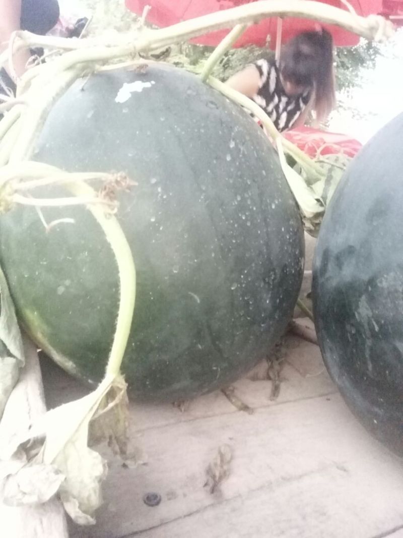 黑皮无籽西瓜10斤打底10成熟1茬
