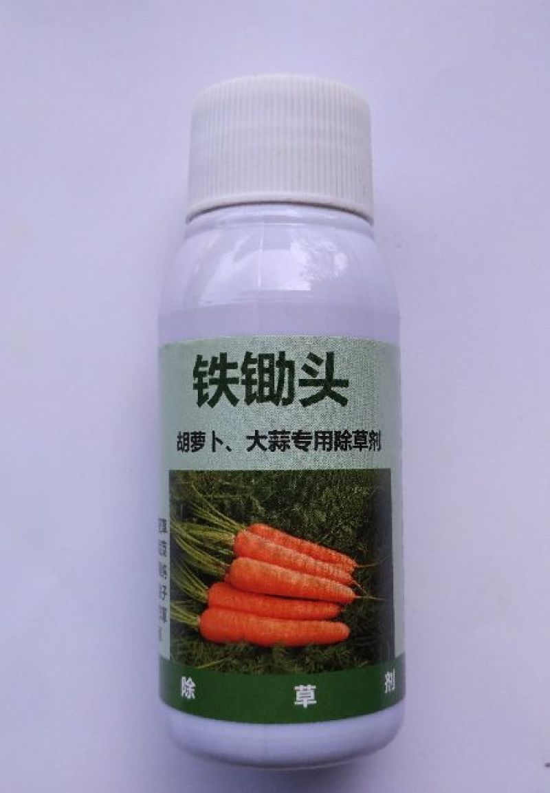 胡萝卜种子