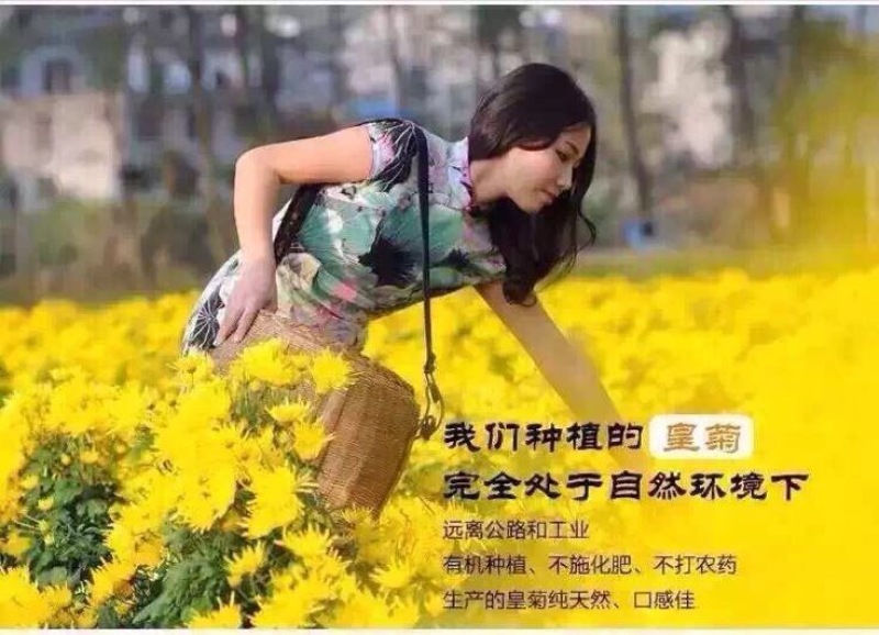 菊花茶