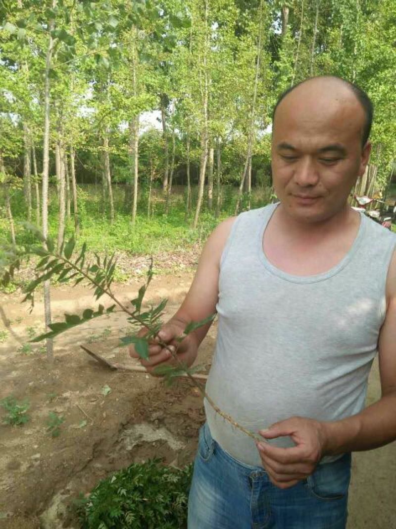 花椒苗大红袍花椒苗