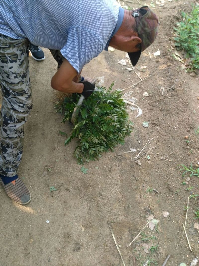 花椒苗大红袍花椒苗