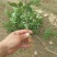 花椒苗大红袍花椒苗