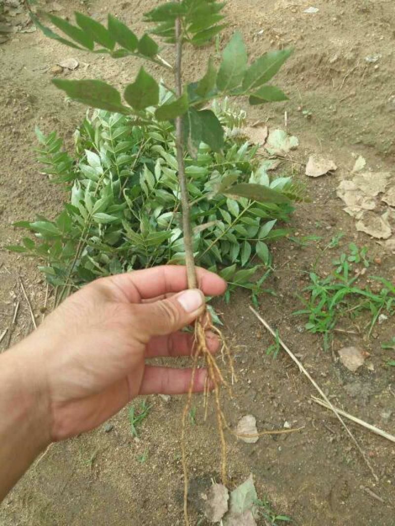 花椒苗大红袍花椒苗
