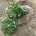 花椒苗大红袍花椒苗