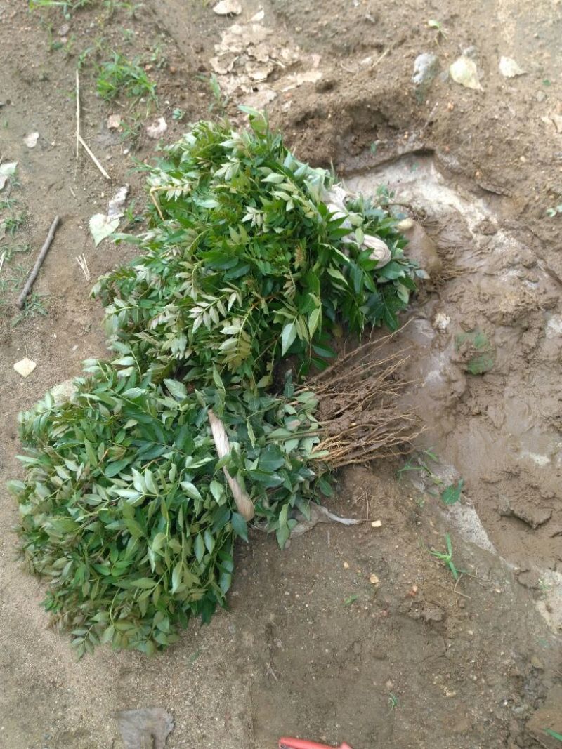 花椒苗大红袍花椒苗