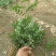 花椒苗大红袍花椒苗