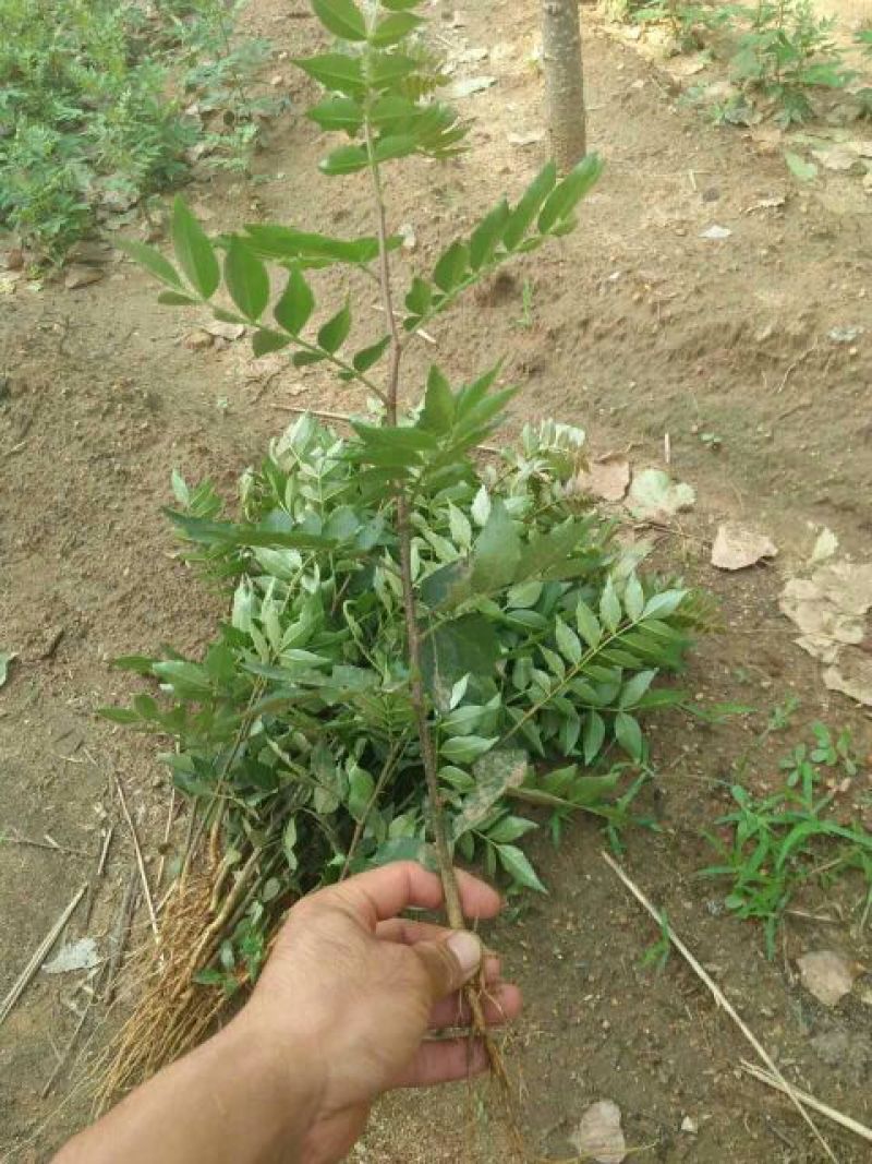 花椒苗大红袍花椒苗