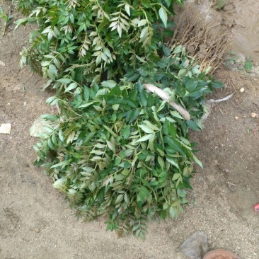 花椒苗大红袍花椒苗