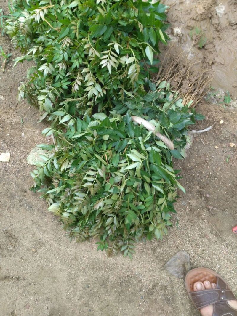 花椒苗大红袍花椒苗