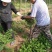花椒苗大红袍花椒苗