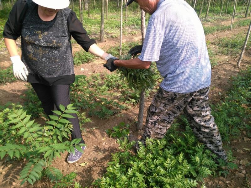 花椒苗大红袍花椒苗