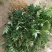 花椒苗大红袍花椒苗