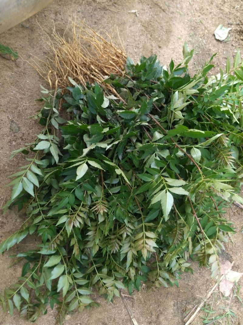 花椒苗大红袍花椒苗