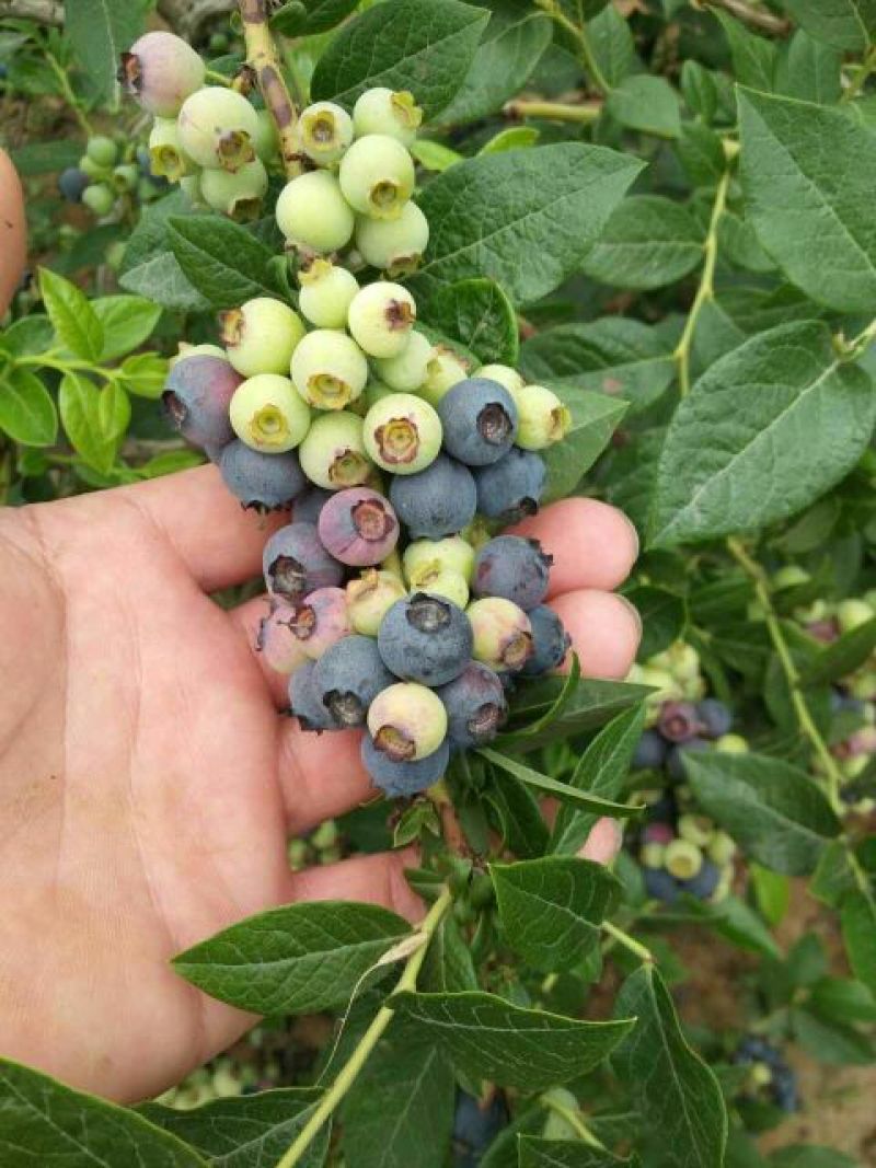蓝丰蓝莓鲜果2~4mm以上