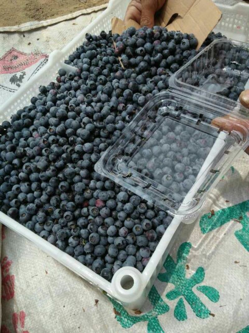 蓝丰蓝莓鲜果2~4mm以上