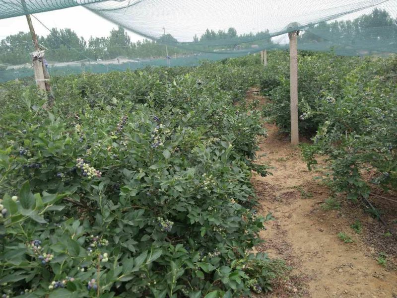 蓝丰蓝莓鲜果2~4mm以上