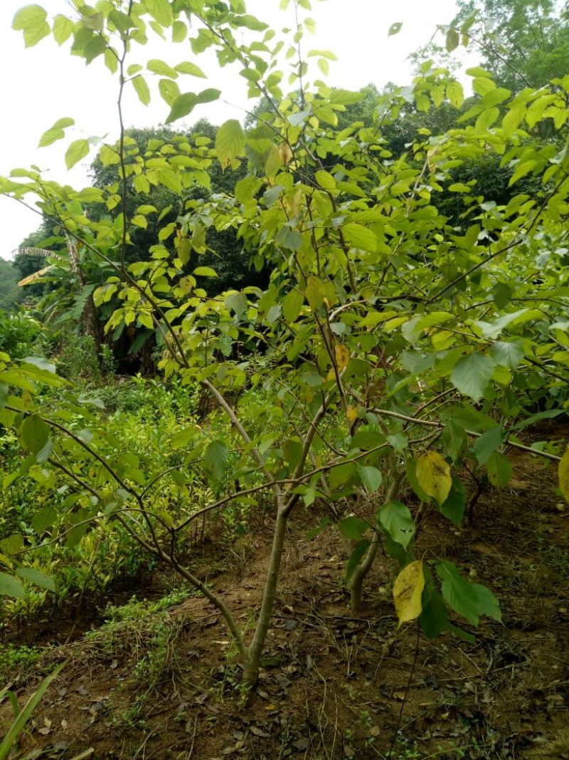 广西果桑苗无籽可视频看货、产地直供支持线上保障交易
