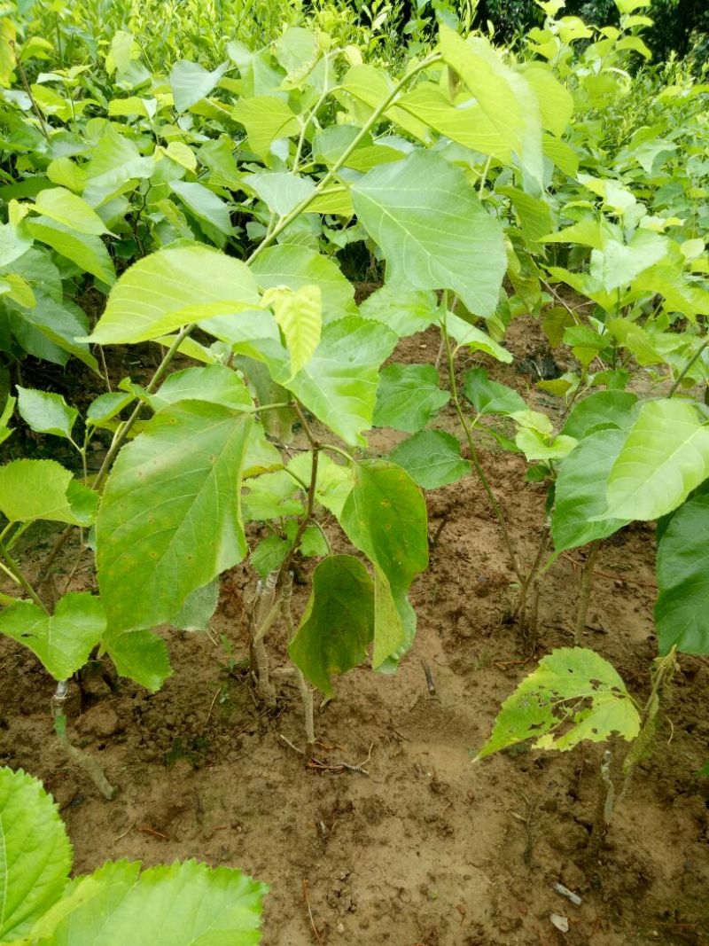 广西果桑苗无籽可视频看货、产地直供支持线上保障交易
