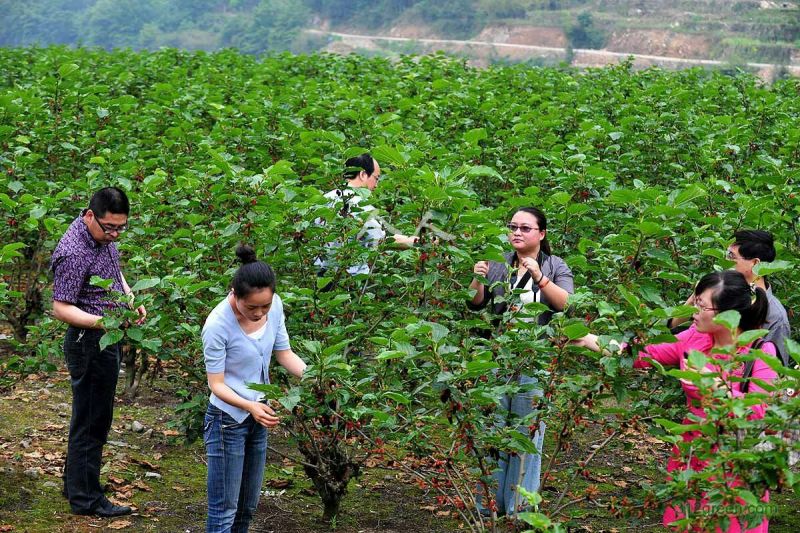 广西果桑苗无籽可视频看货、产地直供支持线上保障交易