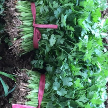 大叶香菜20~30厘米，种植面积大，质量好！