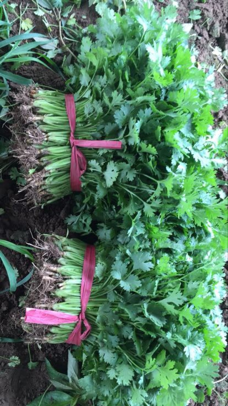 大叶香菜20~30厘米，种植面积大，质量好！
