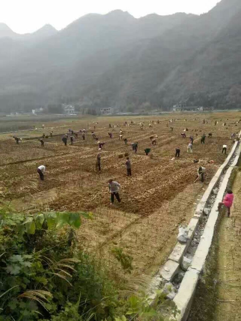 百合四头药食两用
