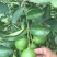 青柠檬