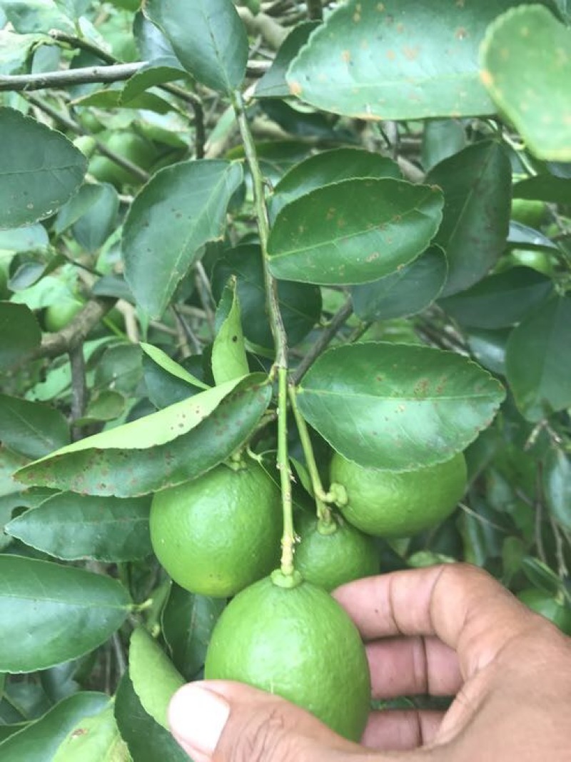 青柠檬