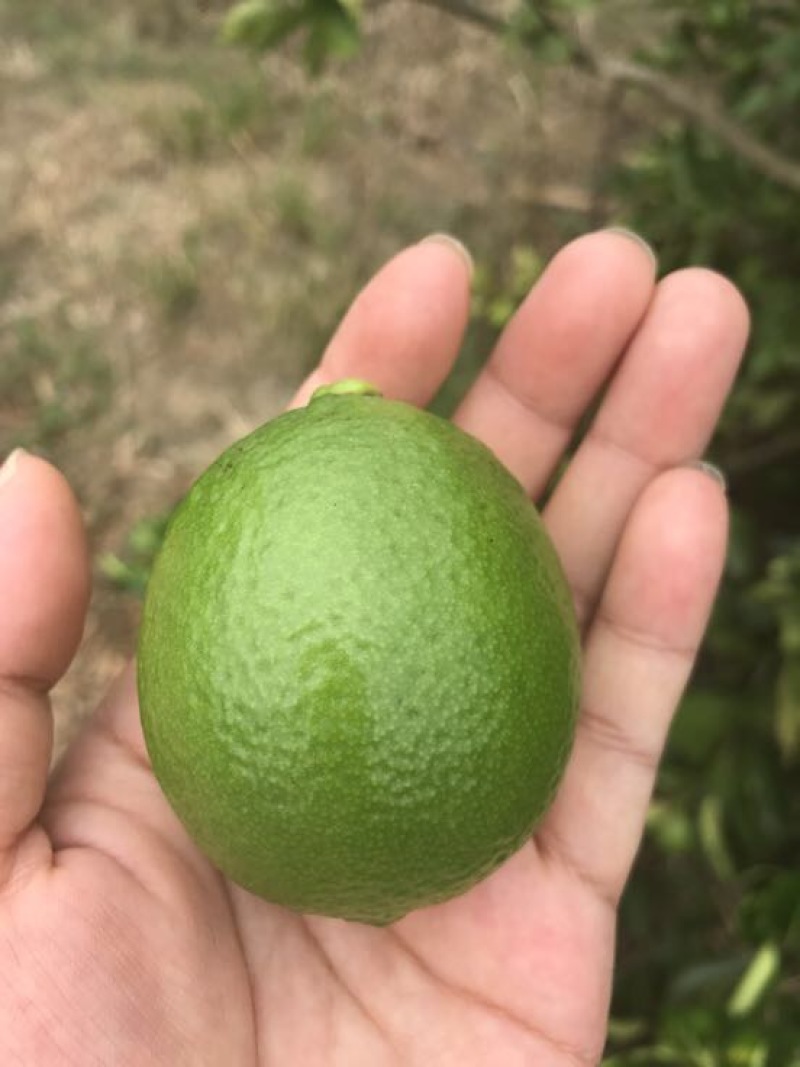 青柠檬