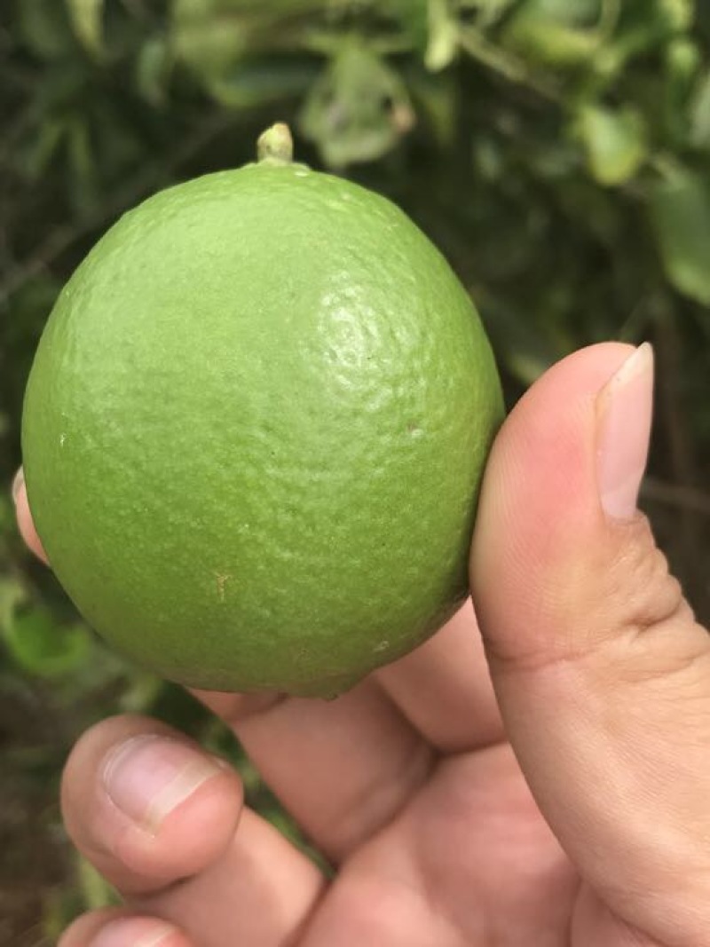 青柠檬