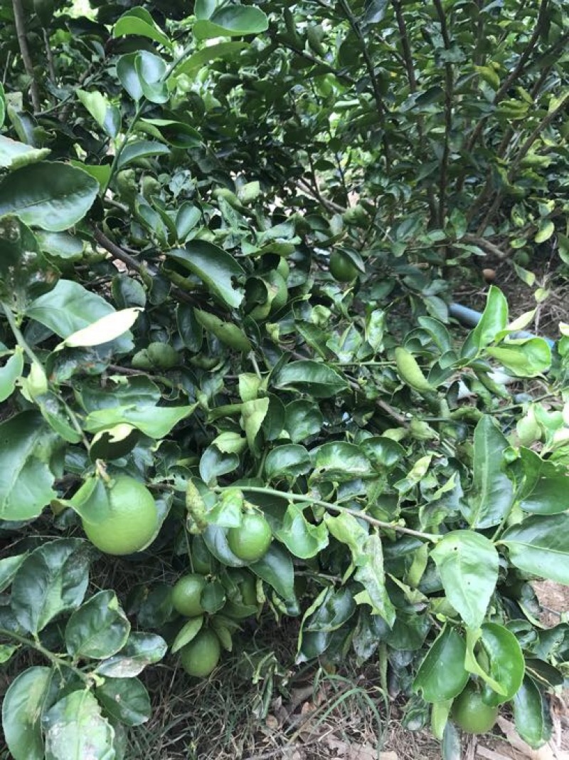青柠檬