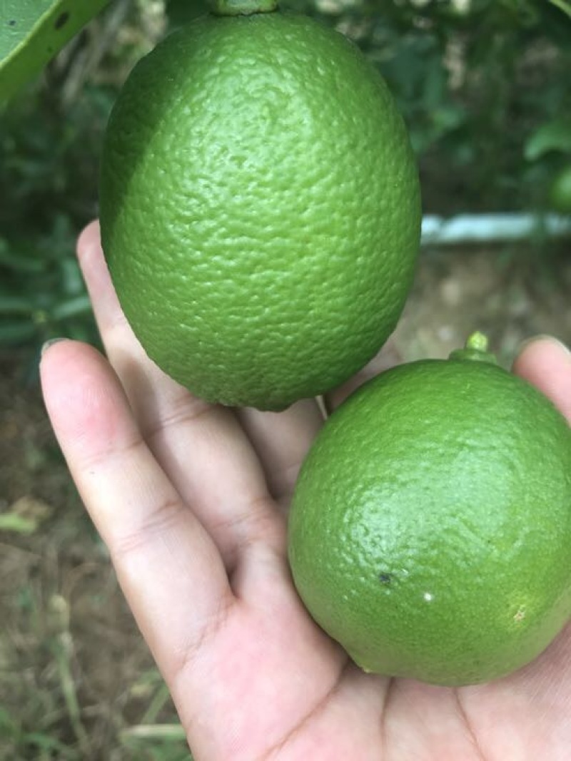 青柠檬