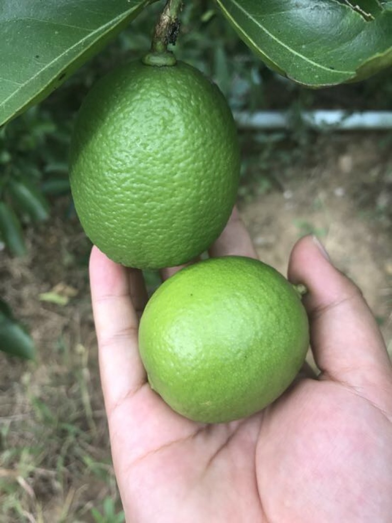 青柠檬