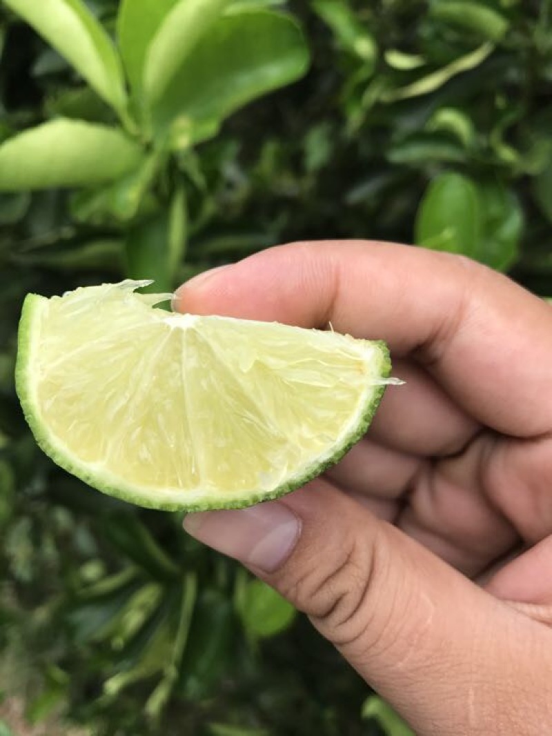 青柠檬