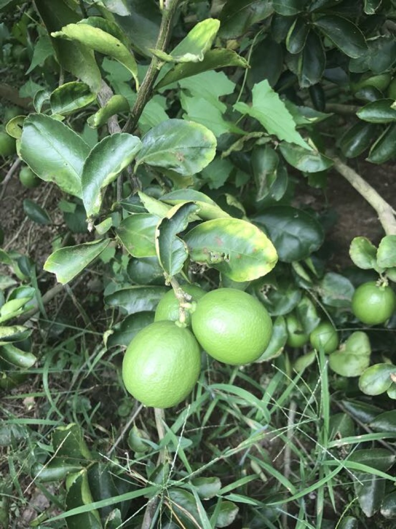青柠檬