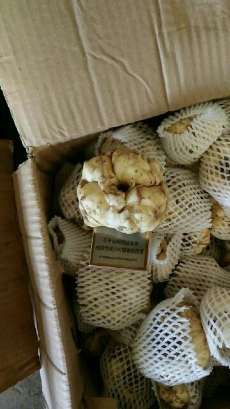 百合四头药食两用