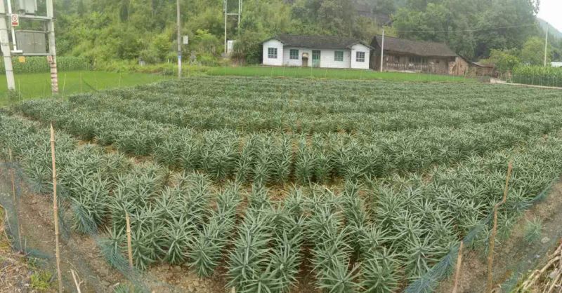 百合四头药食两用