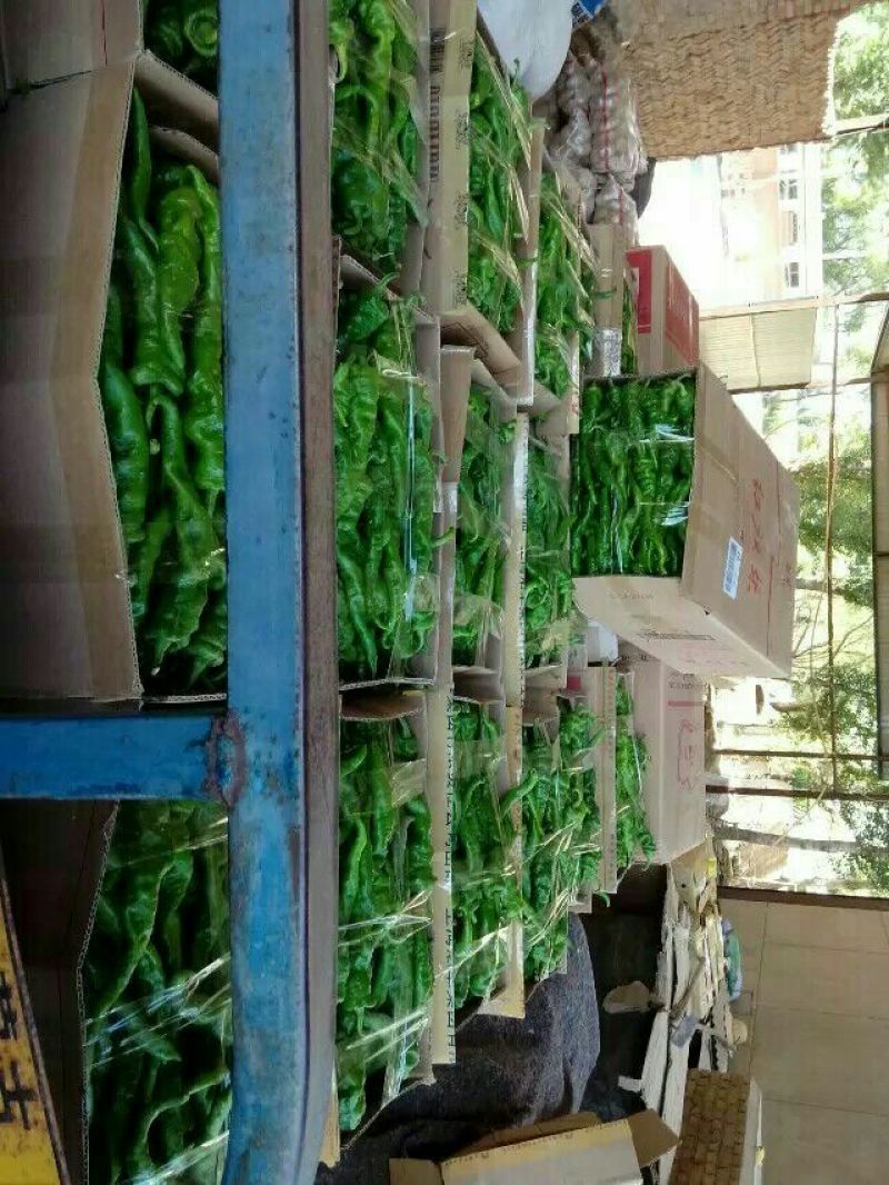 螺丝椒支持视频看货可打冷欢迎老板进店选购