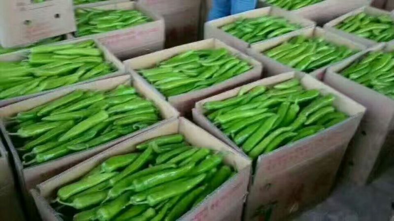陕西尖椒可视频看货可打冷可代发全国