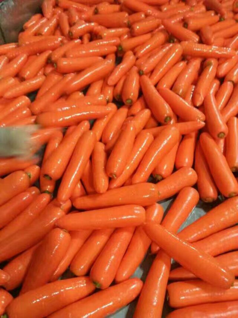 胡萝卜可视频看货可打冷货源充足可代发全国