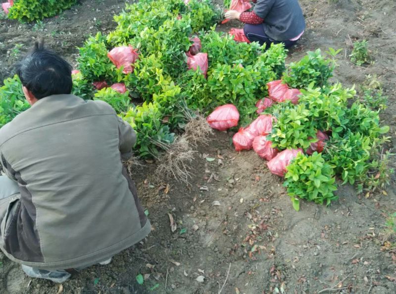 桂花树苗月月桂苗四季桂小苗四季桂苗桂花小苗木批发