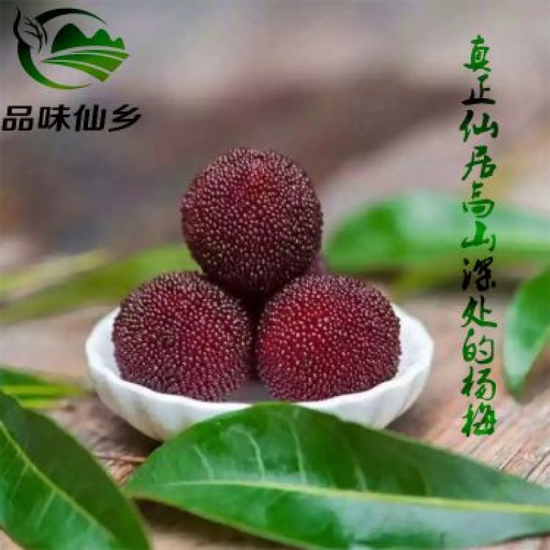 杨梅2.5~3cm