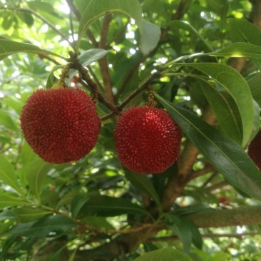 杨梅2.5~3cm