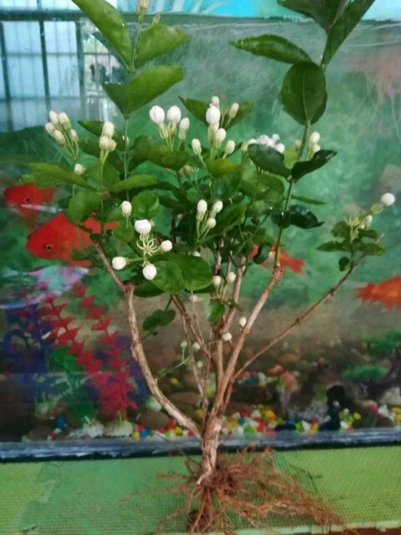 茉莉花不含盆