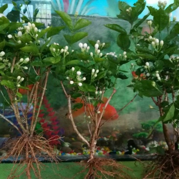 茉莉花不含盆